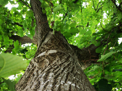 Baum Baumscheibe KlikKS