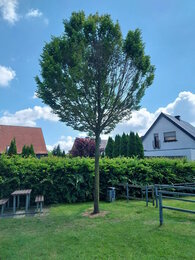 Baum auf Spielplatz Ulmenweg beschädigt