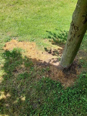 Baum auf Spielplatz Ulmenweg beschädigt